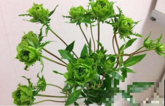 网上买花套路多，这4个陷阱要避开，不然花钱买气受！