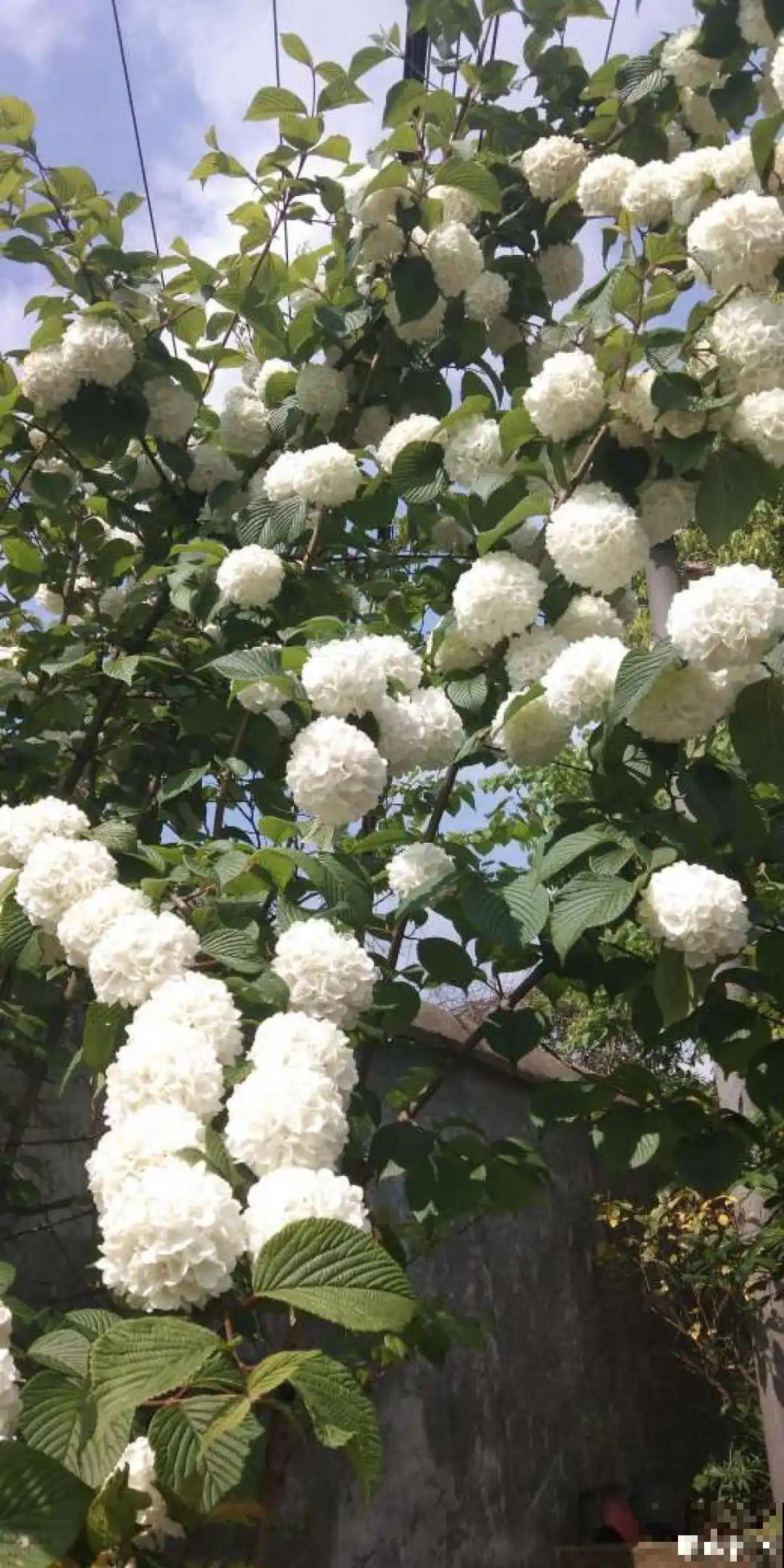 5种花别乱浇水，浇错了，花黄叶又烂根