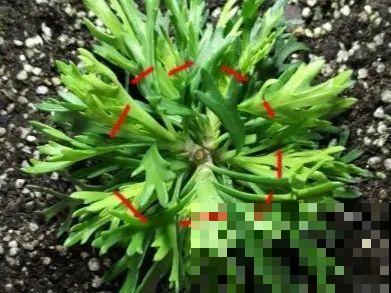 橡皮树春天要打顶，独杆变成大伞盖，叶子挤满盆！