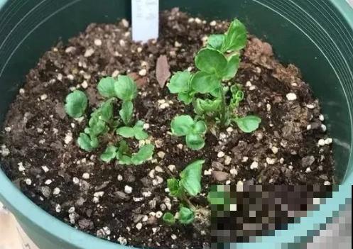 有种“芹菜花”，开花跟牡丹似的，花朵丰满又艳丽！