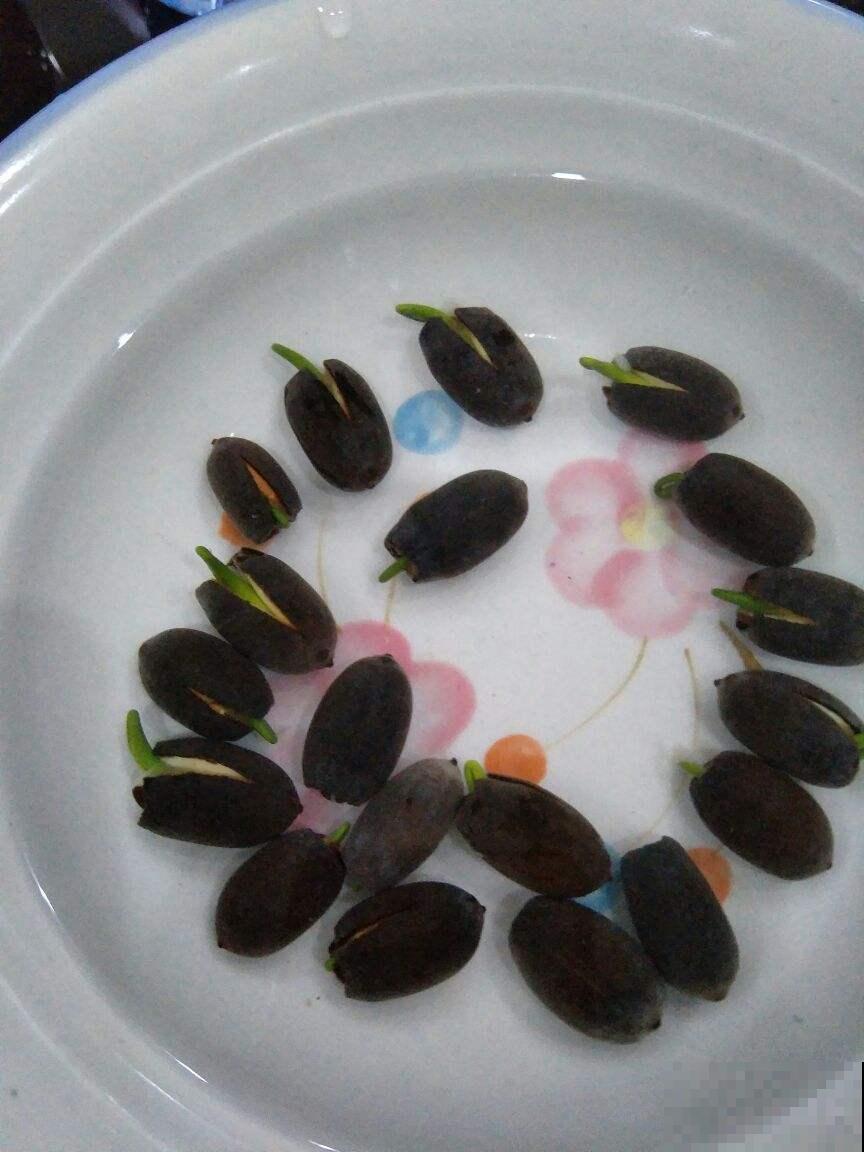 别羡慕公园里的大片莲花，咱自己在家也能养，厨房拿个碗就行！