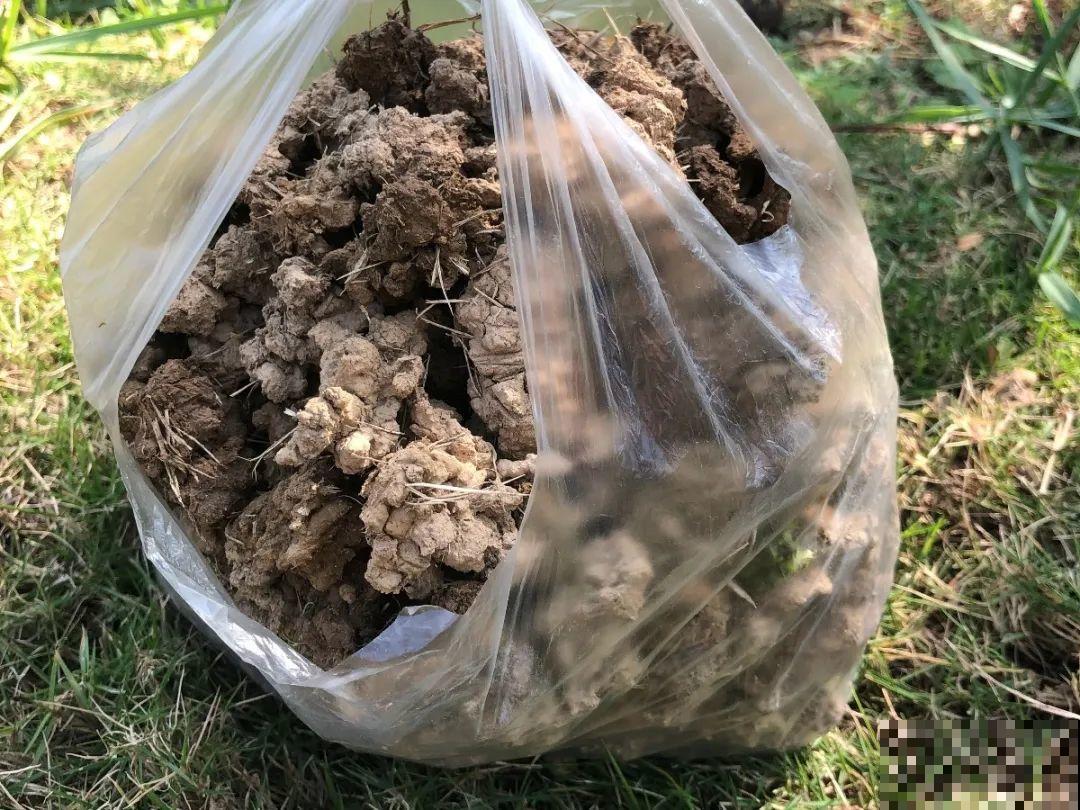 20种自制营养土，肥的流油，不用花钱买！