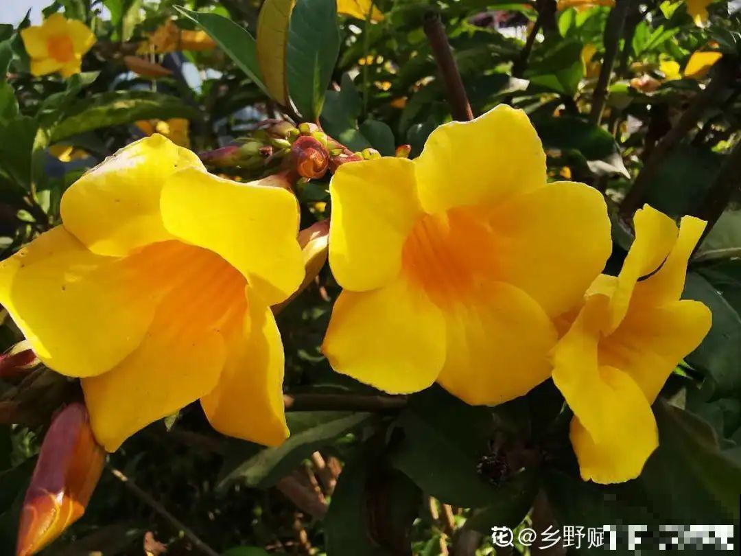40种小野花，春天开得正美，挖几棵回家，不用买花了！