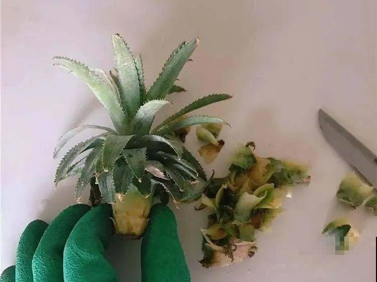 吃剩的菠萝头别扔，剪一剪种土里，结出金黄大菠萝