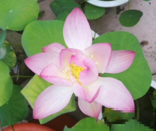 碗莲种植全过程，只要1个碗，开花惊艳无比！