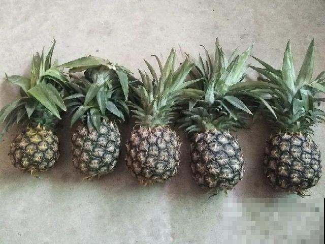 6种植物不按套路生长？你吃的水果，就是这么长出来的！