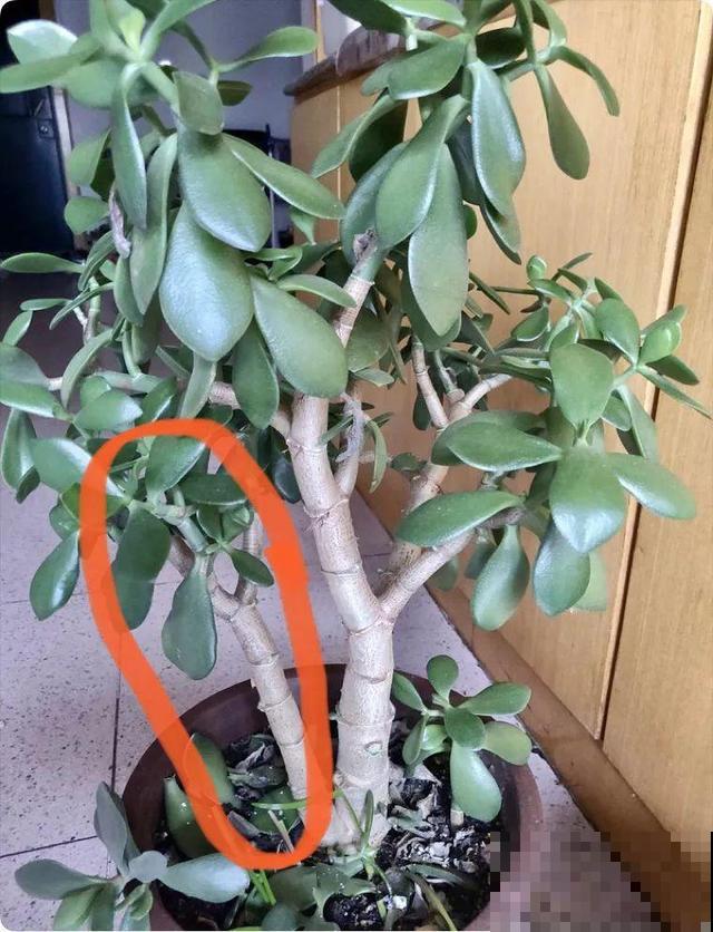 6种花能养成巨无霸，摆在家门口，路过的都称奇！