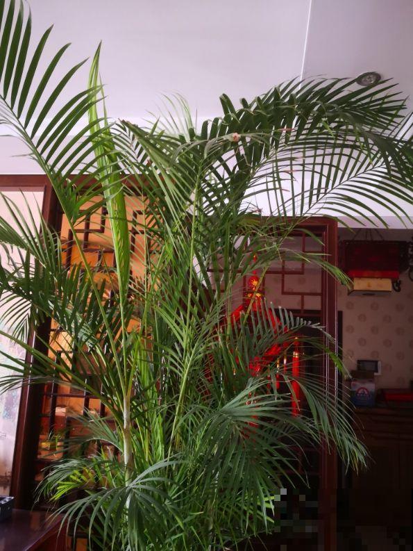 最坚挺的植物就属散尾葵，一年四季不黄叶，给点水就绿得晃眼！