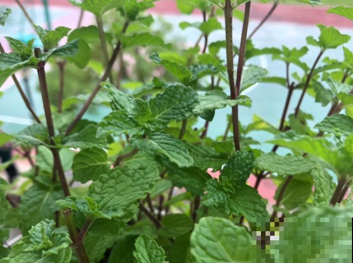 家里养这5种花，驱蚊杀菌除异味，蚊虫都变少了！