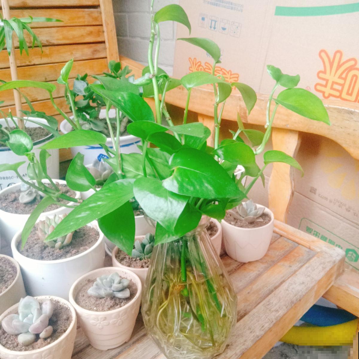 夏天绿萝老黄叶，不如薅出来塞水里，分分钟长出好几米！
