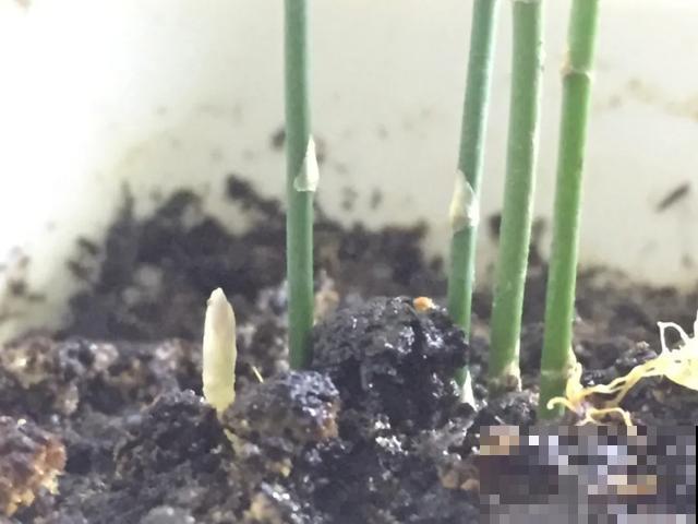 嫌花长得丑，趁现在砍头，2个月脱胎换骨！