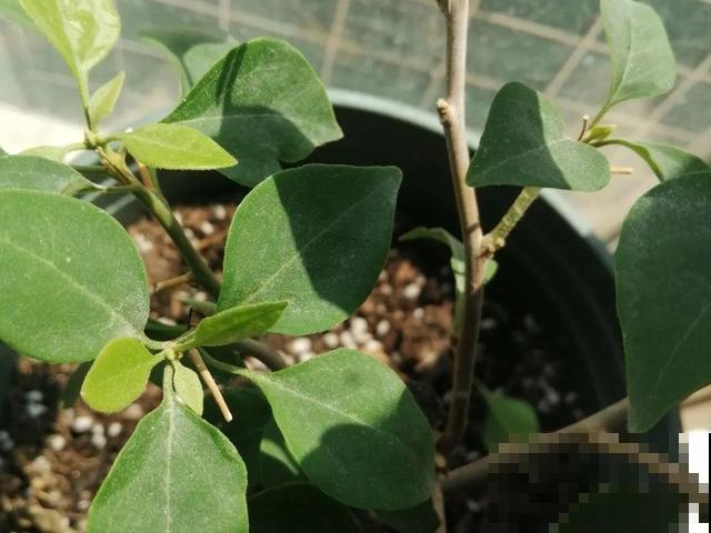 现在养三角梅，长的快、开花多，想开几次都行！