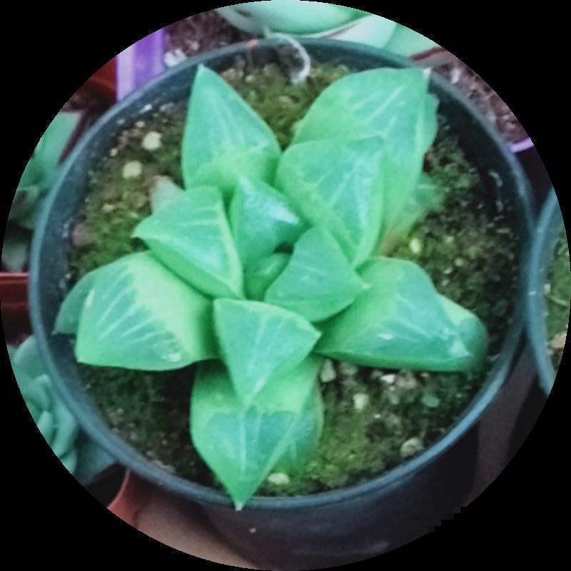 这多肉晒晒阳光就会死？真是怪胎，赶紧扔角落里保命！
