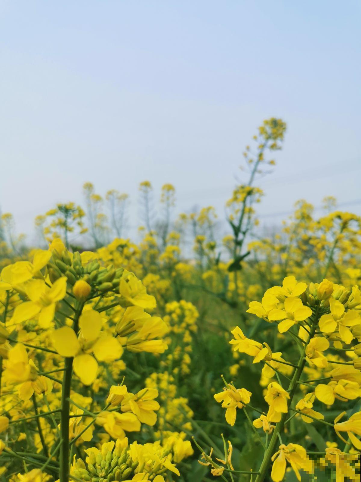 漫山遍野油菜花，到底和油菜有啥关系？原来家里也能赏！