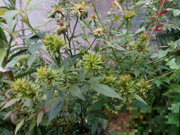 最丑月季花，不服来战，看完眼睛要瞎了！