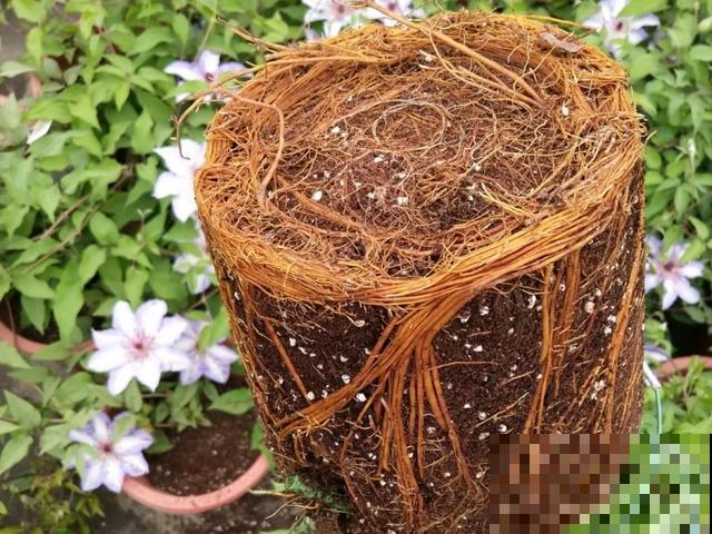 如果你有个院子，那一定要养这5种花，开花又多又香！