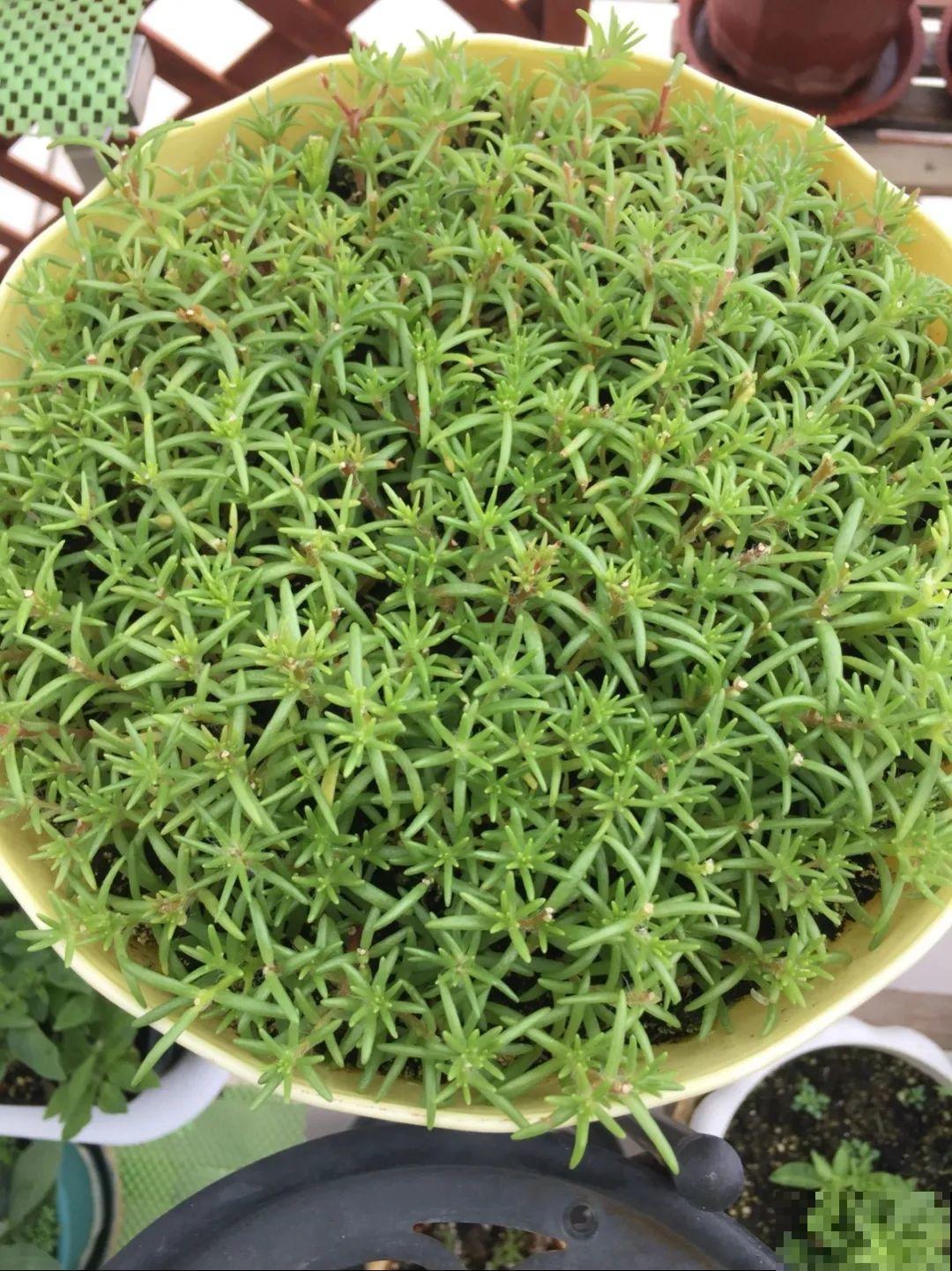 橡皮树春天要打顶，独杆变成大伞盖，叶子挤满盆！