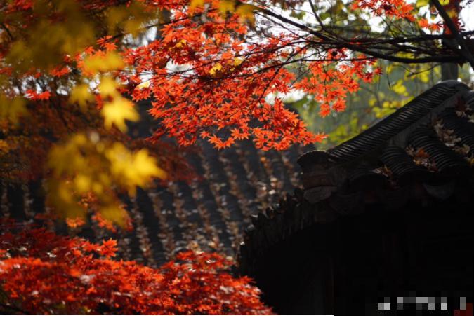 她家院子美得像仙境，海棠梅花开满树，满地都落花瓣雨！