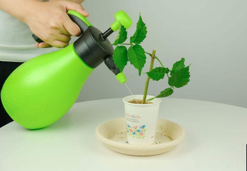 换完盆没几天，植物怎么突发黄叶枯叶？原来是没注意这2点！
