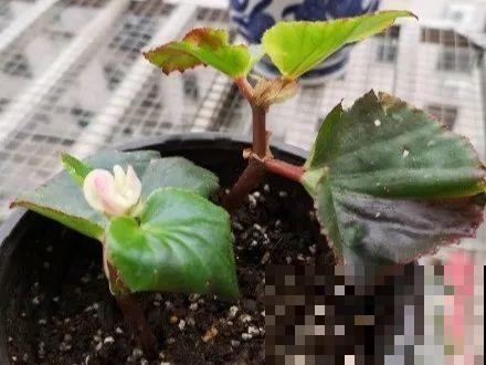 20种常见花，扦插方法大全，不用再花钱买了！