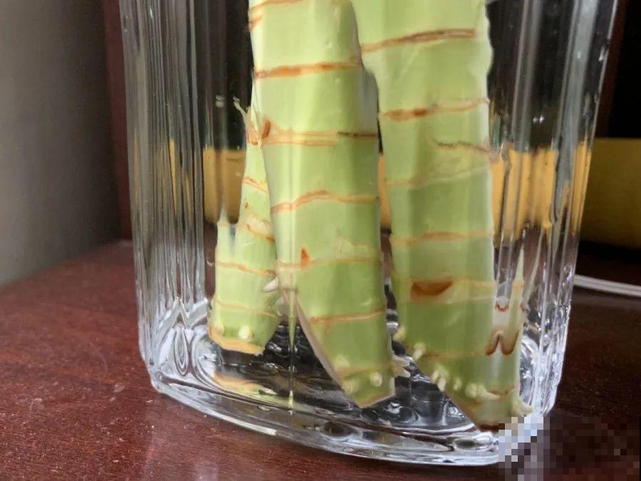在家自制壮根水，7天浇一次，养出白胖萝卜根！