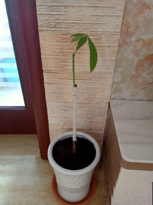 发财树过完冬天，还迟迟不发芽，就要好好催催它了！