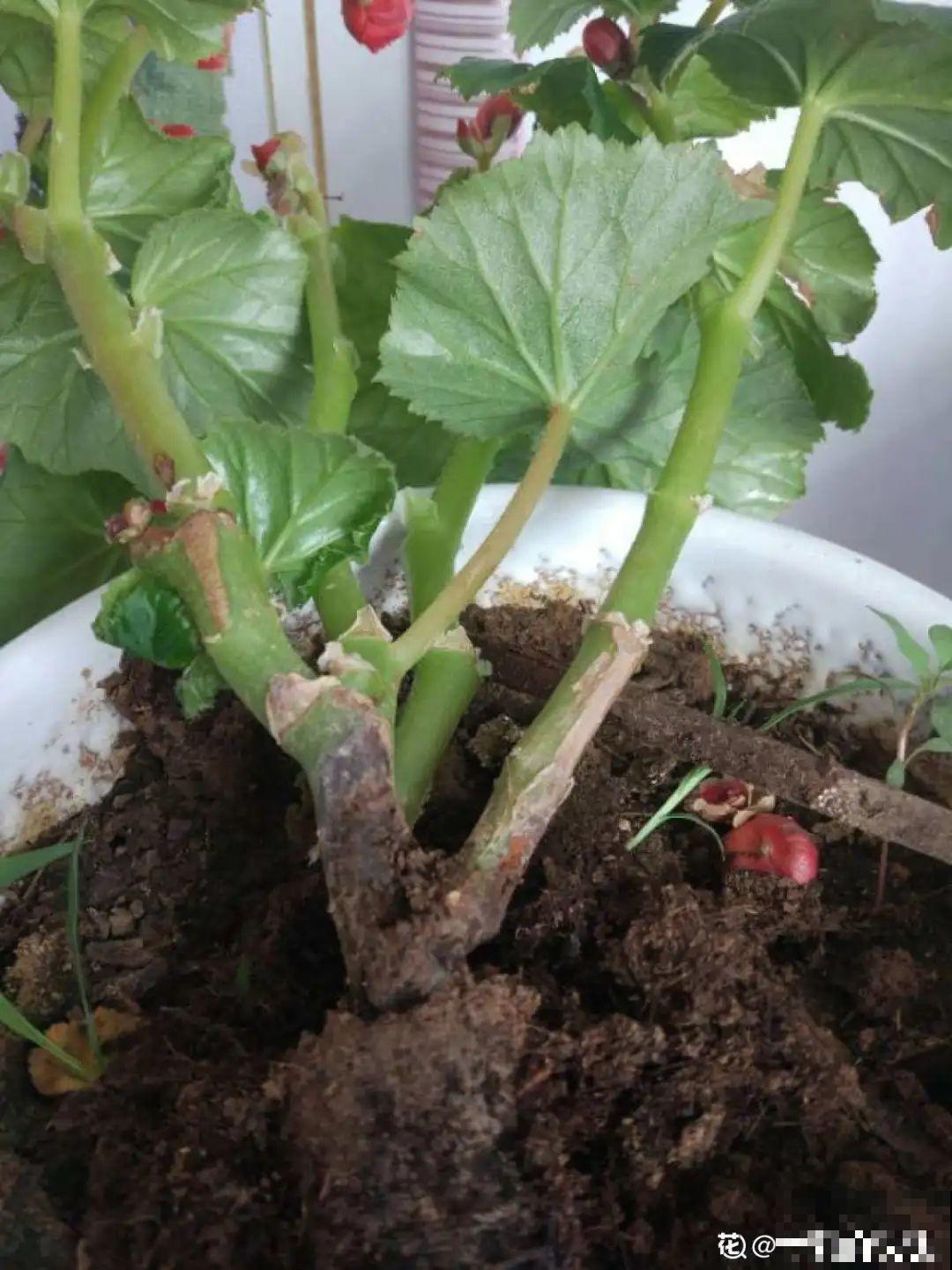 5种花别乱浇水，浇错了，花黄叶又烂根