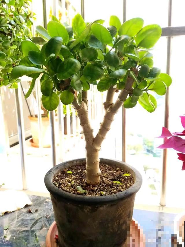 家里养盆虎皮兰，小花盆、挤着养，疯狂开花爆小崽！