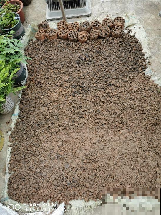 春天换盆换土，别忘了这一步，不然换了也是白换！