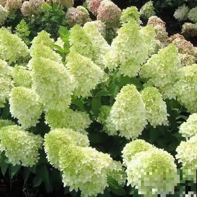 如果你有个院子，那一定要养这5种花，开花又多又香！