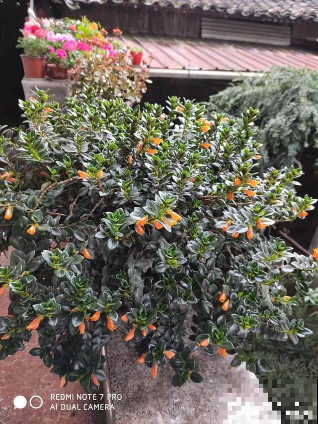 6种花，一定要吊起来养，开花像瀑布，看着真过瘾！