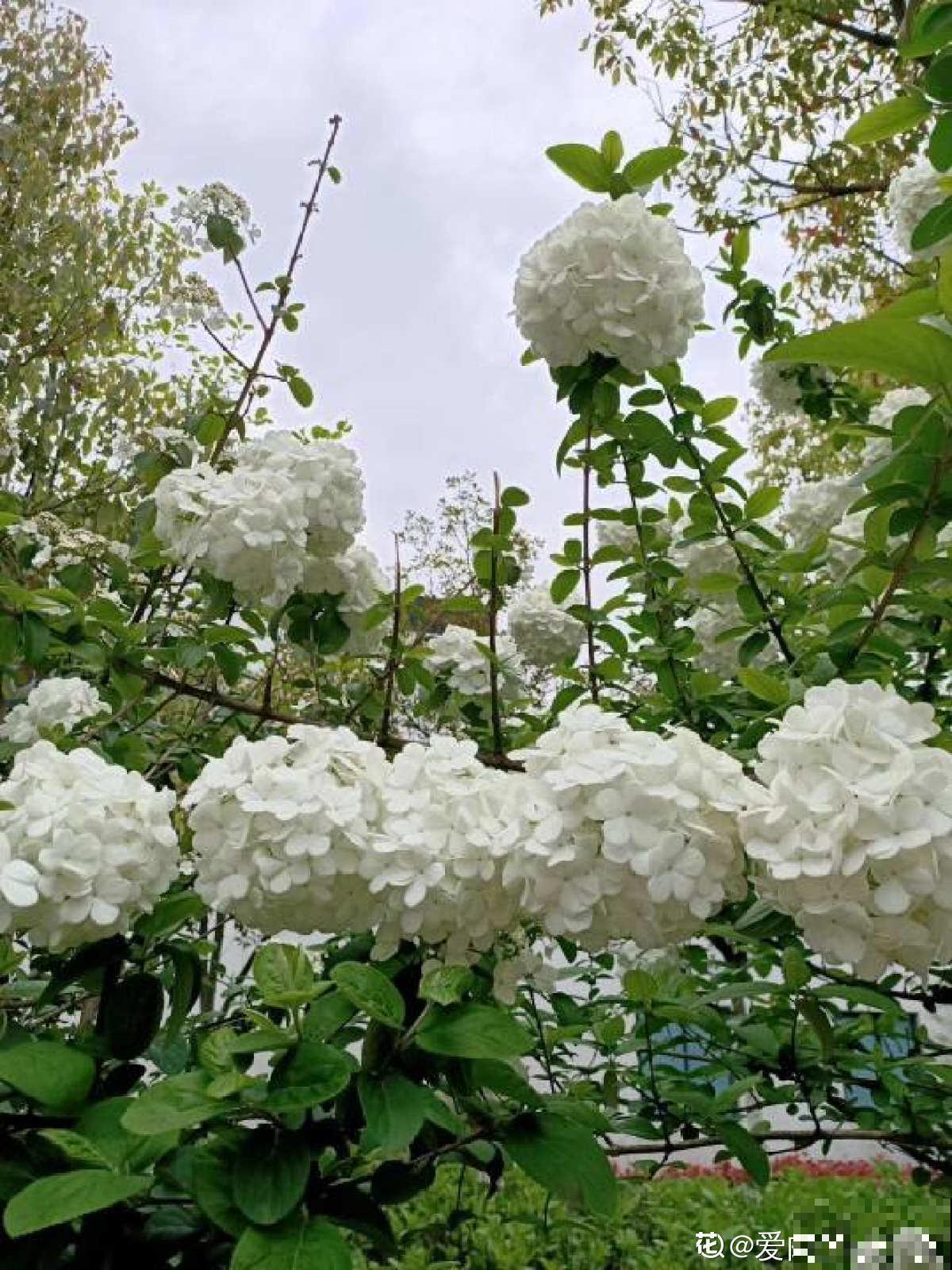 木绣球能长3米高，花比脸还大，就是很少有人养