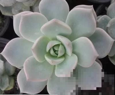 白牡丹模样的多肉你见过吗？特别皮实好养，叶子肥得惊人！
