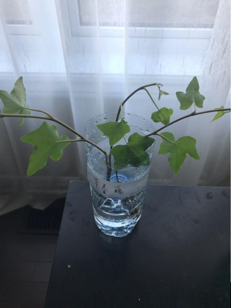 5种花，丢水里也能养，干净卫生，呼呼爆盆