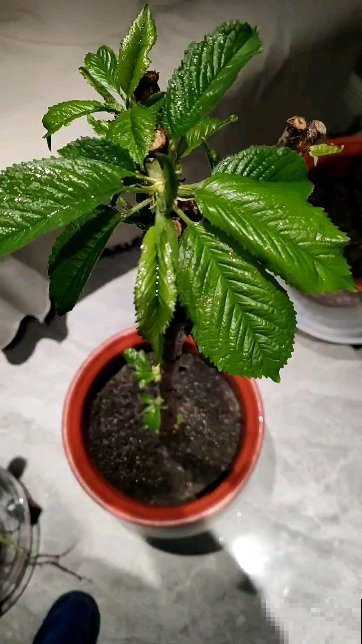 养花高手种水果，1粒种子撒土里，呼呼长出小森林