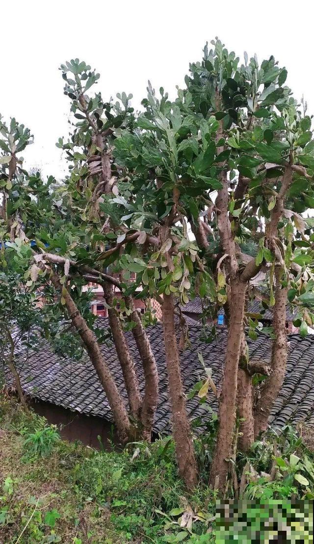 6种花能养成巨无霸，摆在家门口，路过的都称奇！