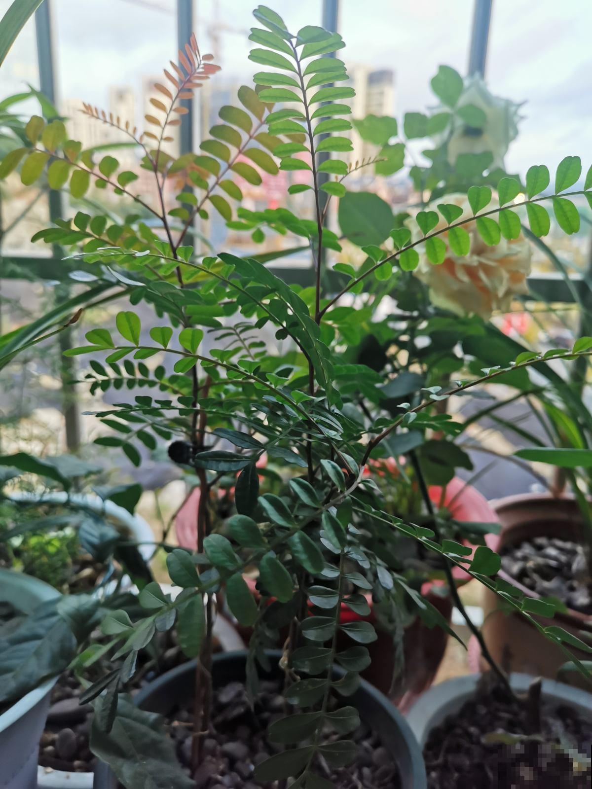家养一棵清香木，养成盆景美得要命，亲戚朋友都眼红！