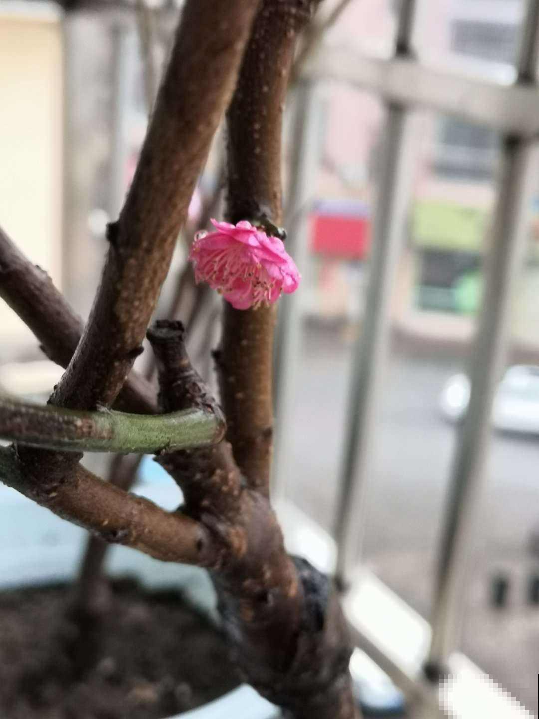春天梅花开满树，一个盆景就是一片花海，忍不住心痒痒！