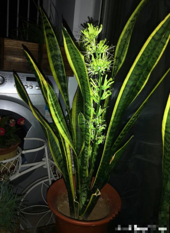 虎皮兰不用买，摘片叶子插土里，呼呼长爆一大盆！