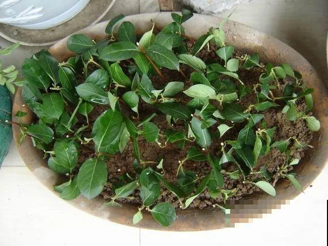 20种常见花，扦插方法大全，不用再花钱买了！