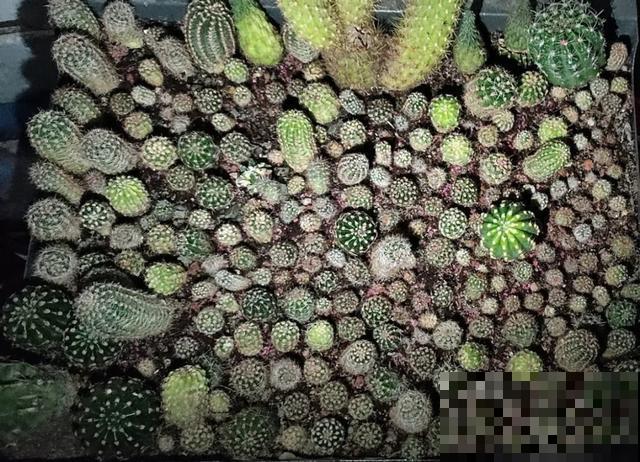 花烂根了别丢，塑料袋里捂一捂，大白根立马蹭蹭冒！
