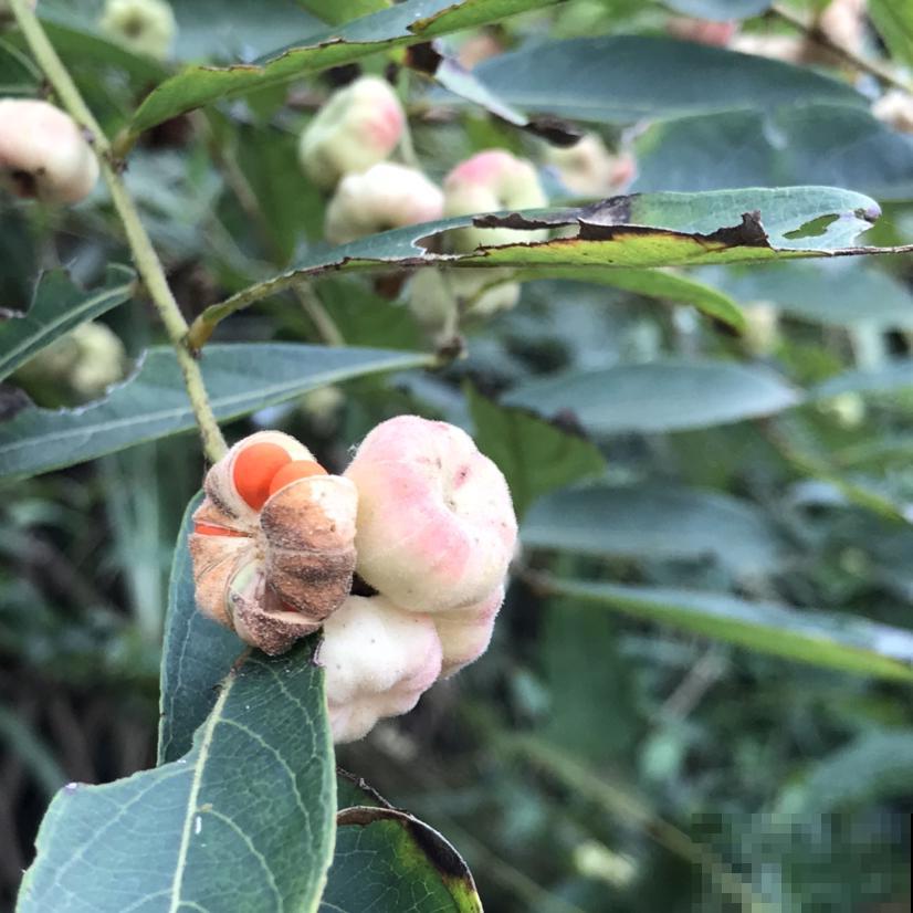 野外长出很多“小算盘”，看着好玩，但大人都不让孩子碰！