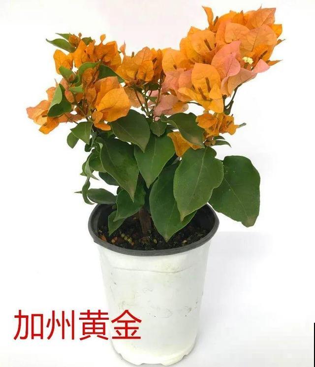 现在养三角梅，长的快、开花多，想开几次都行！