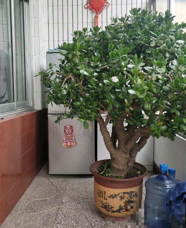 养这花不能用大盆，花盆越小，长得越粗壮！