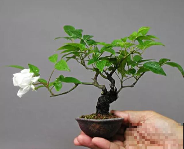 一个茶碗就能养的花，开花精致富贵，摆在窗台上档次！