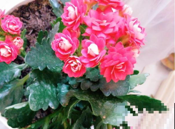 家里这4种花，夏天不要多浇水，一浇就烂根！