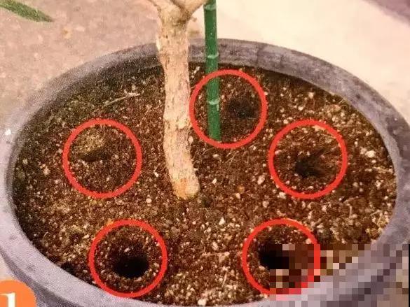 春天给花埋点它，就不用换盆了，保证土肥得流油！