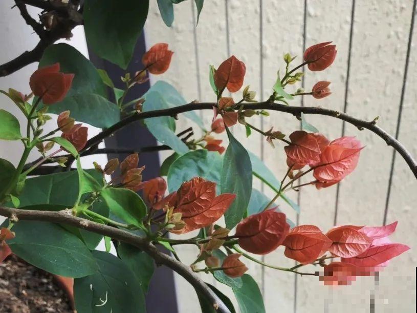 10种耐旱植物，平时少浇水，开花更准时！