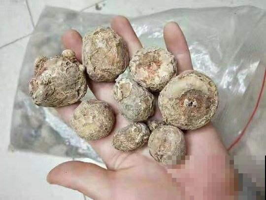你见过半夏吗？名字好听模样美，还是珍贵药草！