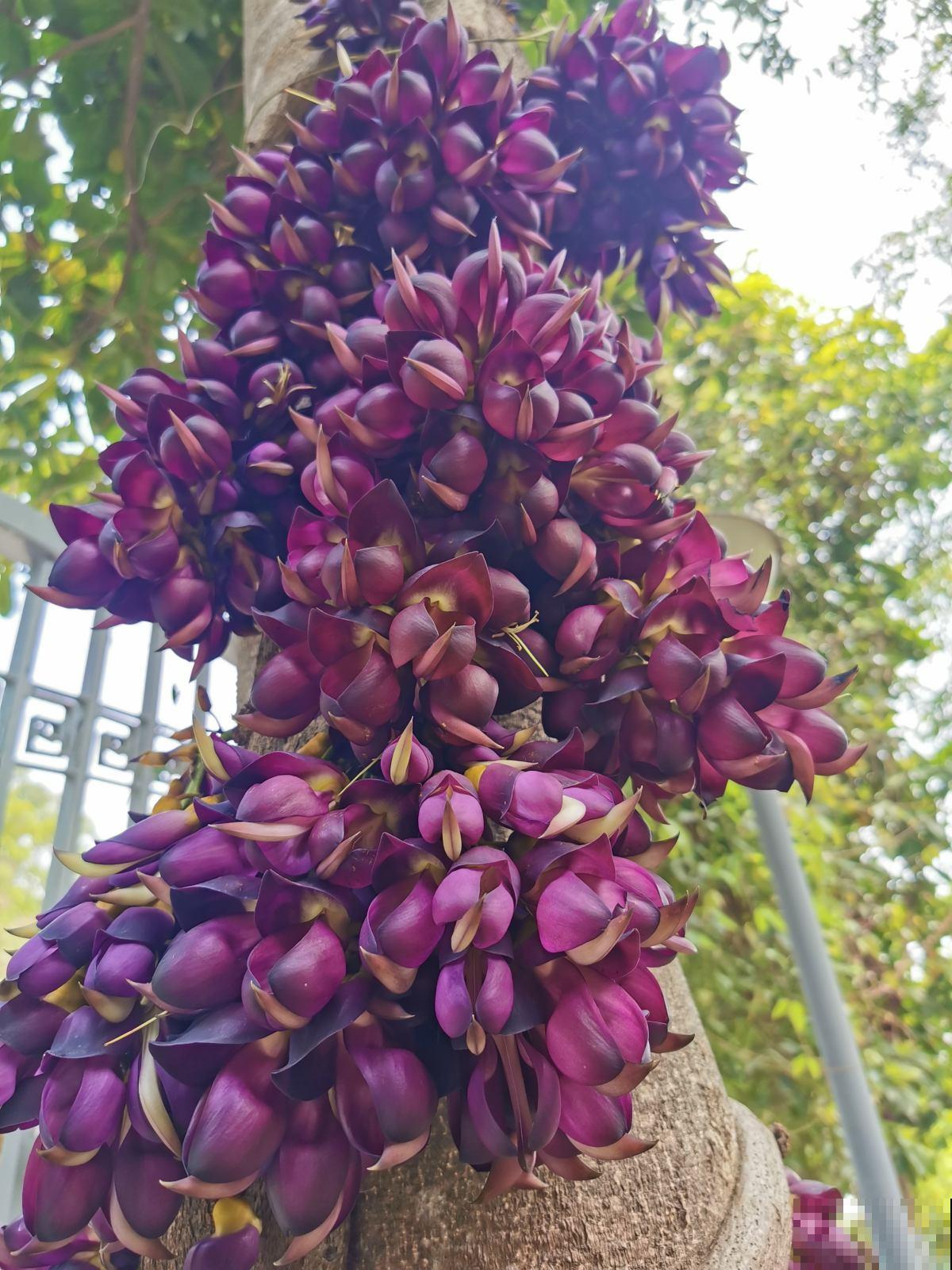 有趣好玩的禾雀花，开花成串，像鸟儿一样灵动